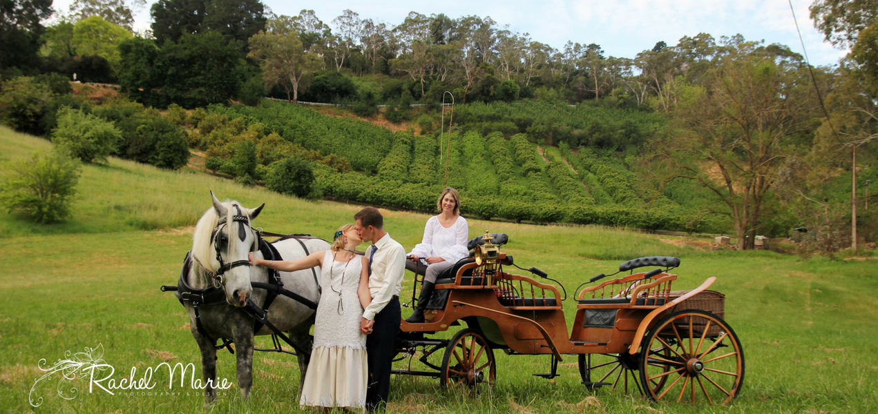 Wedding horse and carriage